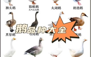 鹅有哪些品种？生产性能如何？