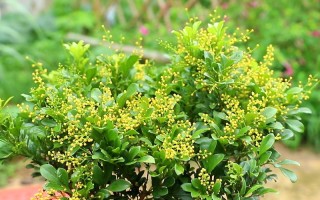 米兰怎么养？有哪些注意事项？