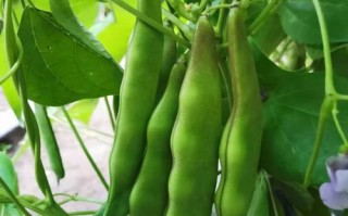 油豆角何时种？怎么种才高产？