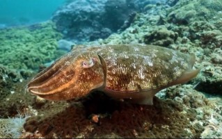 虎斑乌贼苗价格多少