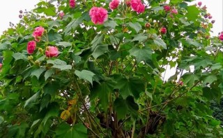 芙蓉花有哪些常见品种？