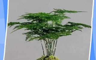 文竹怎么养才茂盛？有哪些注意事项？