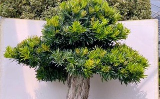 罗汉松哪些品种最值钱？