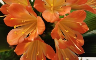 大花君子兰是好品种吗