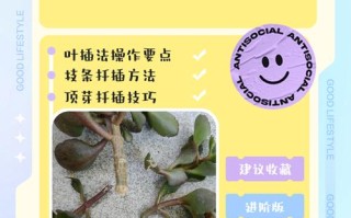 长寿花叶插怎么繁殖？