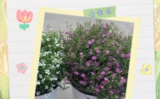 满天星籽怎么种？播种步骤详解