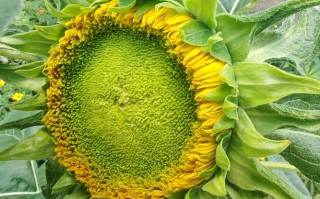 向日葵月光品种有何独特之处？