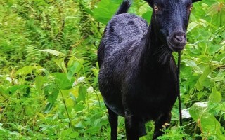 养殖黑山羊哪个品种好？