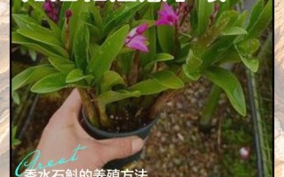 家庭如何养殖食用石斛？