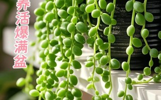 情人泪怎么养才不烂根？