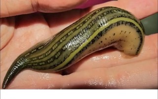 水蛭品种到底有多少？