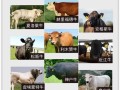 现在好品种的牛有哪些品种？