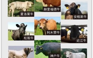 现在好品种的牛有哪些品种？