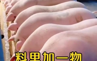 喂肥猪不吃饲料吃什么长得快