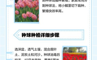 郁金香普通繁殖方法有哪些？