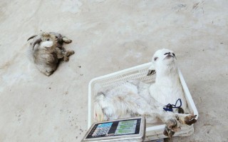 青山羊的价格是多少