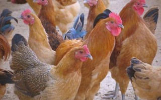 固始本地鸡哪个品种最好？