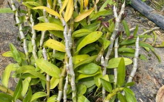 杂交改良品种有哪些核心方法？