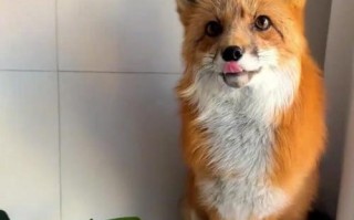 新手养狐狸选什么品种好？