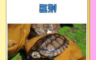 石金钱龟品种优劣如何辨别？