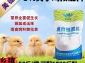 小鸡吃什么饲料长得快