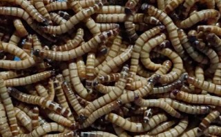 水产养殖喂什么虫