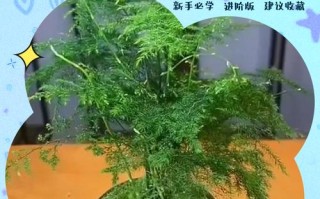 文竹叶黄怎么办？快速解决方法有哪些？