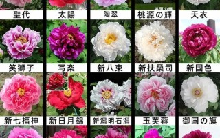 牡丹花最好品种及图片