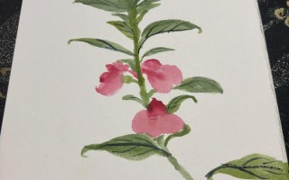 凤仙花有几种种植方法？