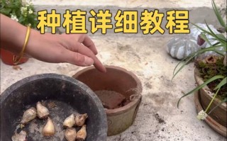 葡萄风信子种植步骤有哪些？