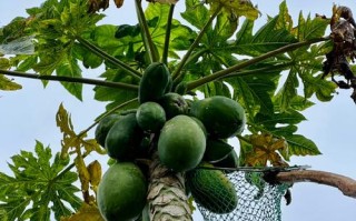 木瓜树怎么修剪？视频教你方法！