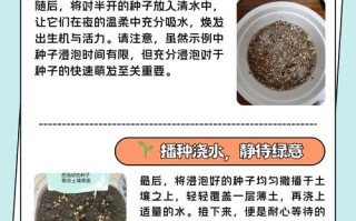 香菜种子怎么催芽？