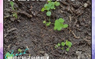 蝴蝶兰种子怎么种？具体步骤是什么？