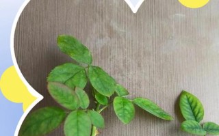 南洋杉扦插繁殖怎么操作？