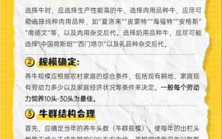 养牛为什么要喂饲料