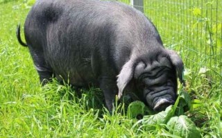 四川有哪些独特的地方猪品种？