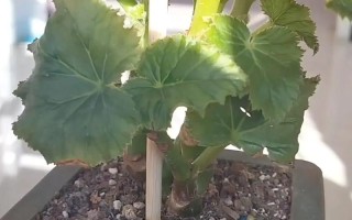 丽格海棠怎么修剪栽培？