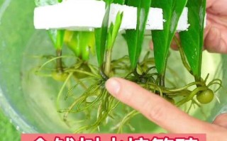 金钱树怎么繁殖？养护管理要注意什么？