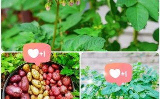 春季土豆怎么种才高产？