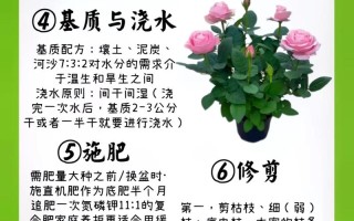 冬季月季花怎么养才越冬？