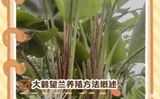 鹤望兰常用哪种繁殖方法？