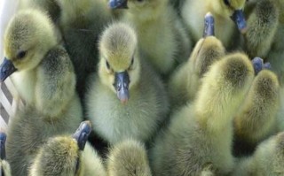 鹅苗什么品种长得最快？