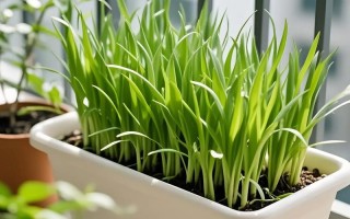 韭菜在家何时种？怎么种？