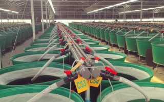 水蛭养殖技术要点有哪些？