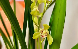 建兰品种图片哪里能找到？