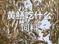 黄鳝养殖吃什么饲料