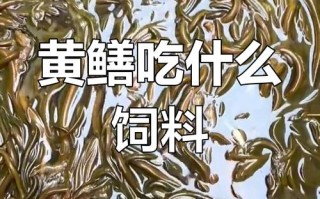 黄鳝养殖吃什么饲料
