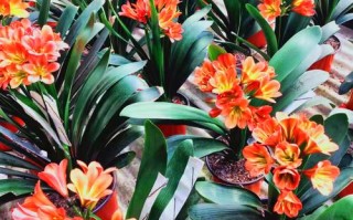 君子兰都什么品种图片