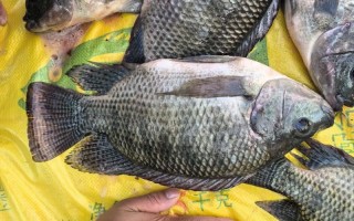 养殖罗非喂什么饲料