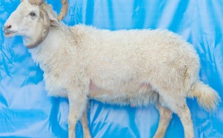 世界著名羔皮羊品种有哪些？